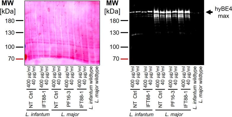 https://cdn.ncbi.nlm.nih.gov/pmc/blobs/391b/10208639/05f69708e692/elife-85605-fig4-figsupp4.jpg