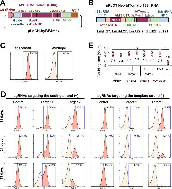 https://cdn.ncbi.nlm.nih.gov/pmc/blobs/391b/10208639/bb462193628b/elife-85605-fig2.jpg
