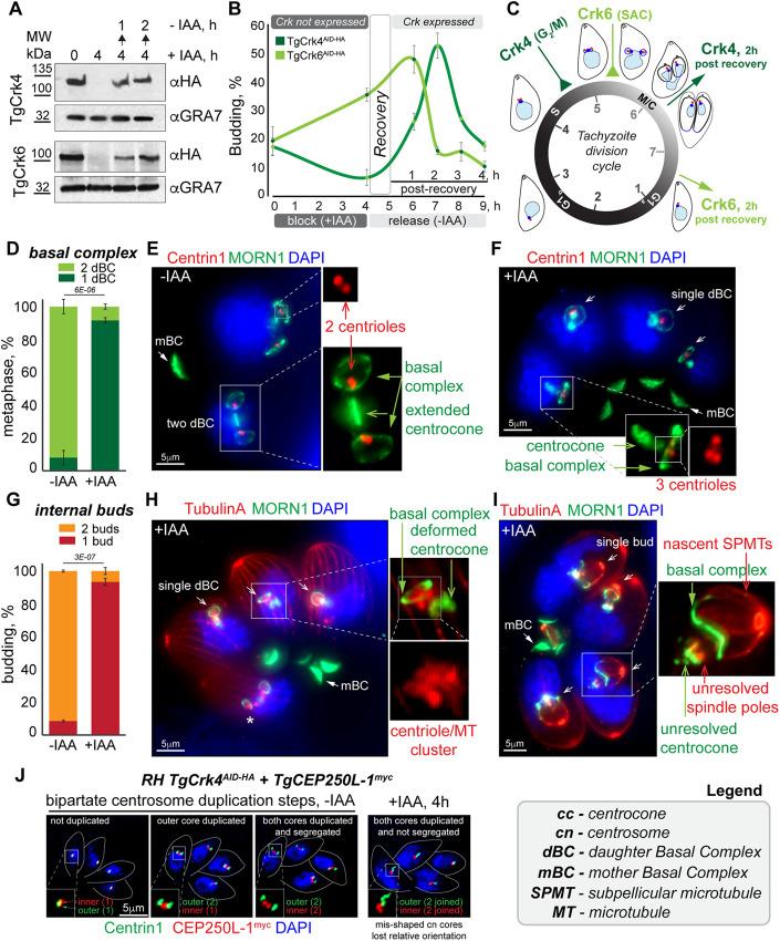 https://cdn.ncbi.nlm.nih.gov/pmc/blobs/391b/11148040/458bff8de8a0/44318_2024_95_Fig2_HTML.jpg