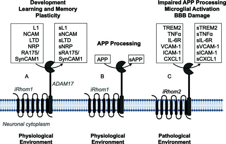 https://cdn.ncbi.nlm.nih.gov/pmc/blobs/3921/11519823/59fb9181f358/CN-23-58_F1.jpg
