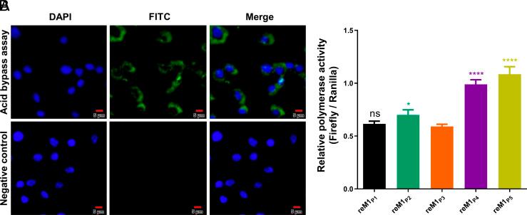 https://cdn.ncbi.nlm.nih.gov/pmc/blobs/3928/11892622/dc7265537120/pnas.2423983122fig01.jpg