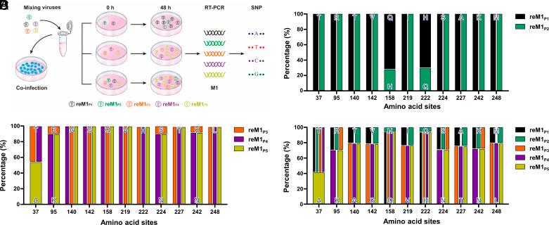 https://cdn.ncbi.nlm.nih.gov/pmc/blobs/3928/11892622/fe4ad9d6cae4/pnas.2423983122fig09.jpg