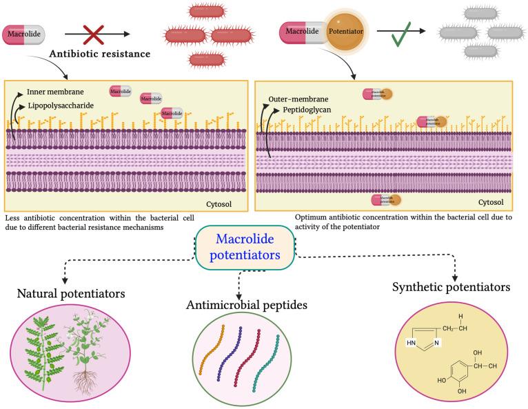 https://cdn.ncbi.nlm.nih.gov/pmc/blobs/3947/10740890/180f96ba0db0/antibiotics-12-01715-g004.jpg