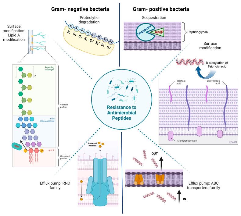 https://cdn.ncbi.nlm.nih.gov/pmc/blobs/3956/12024199/e0280e50b1c0/antibiotics-14-00379-g001.jpg