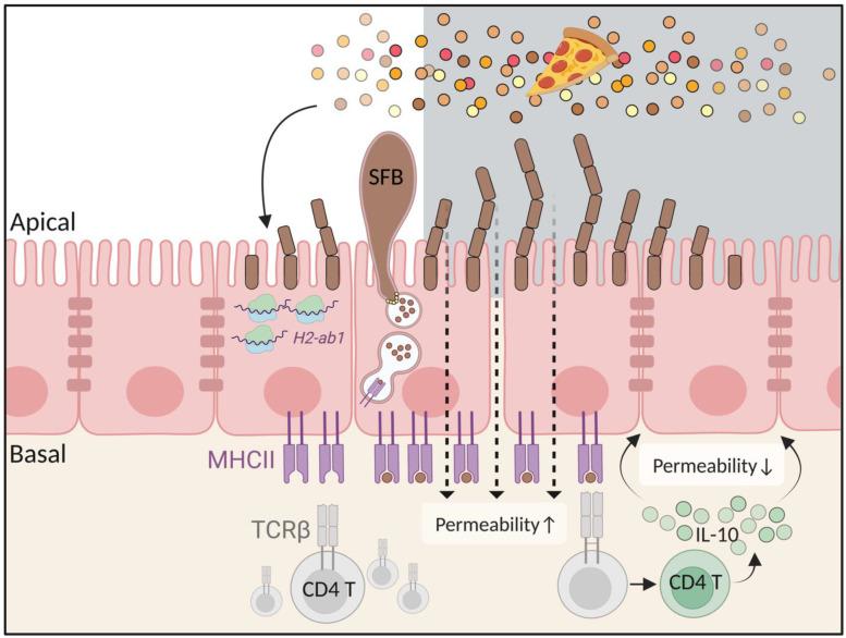 https://cdn.ncbi.nlm.nih.gov/pmc/blobs/3982/9855434/d76a2bcc5b4c/biology-12-00142-g004.jpg