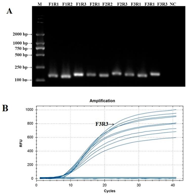 https://cdn.ncbi.nlm.nih.gov/pmc/blobs/398d/11279307/5bfad22fd584/microorganisms-12-01315-g001.jpg