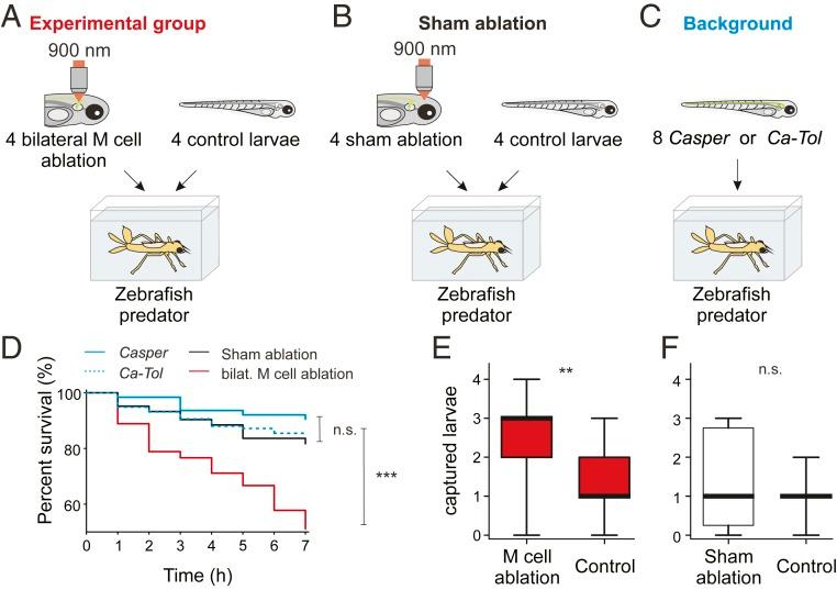 https://cdn.ncbi.nlm.nih.gov/pmc/blobs/3993/7022180/bf8a0aa07619/pnas.1918578117fig03.jpg
