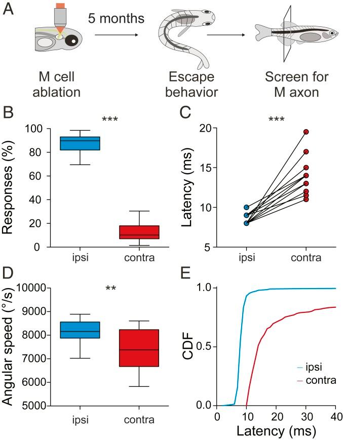 https://cdn.ncbi.nlm.nih.gov/pmc/blobs/3993/7022180/cecf8fe062a2/pnas.1918578117fig04.jpg