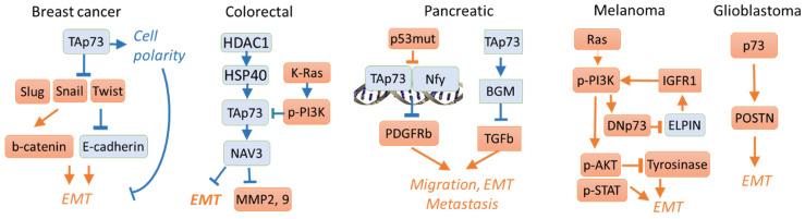 https://cdn.ncbi.nlm.nih.gov/pmc/blobs/39bb/8700694/69e37f7fc3eb/cells-10-03516-g003.jpg