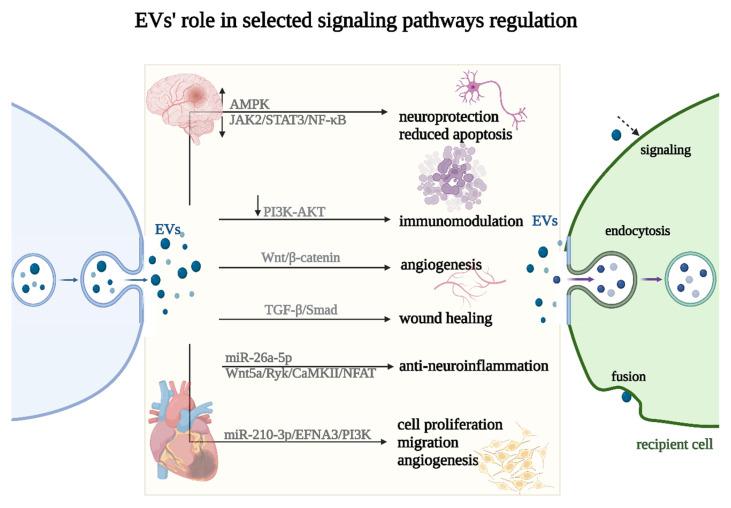 https://cdn.ncbi.nlm.nih.gov/pmc/blobs/39d5/10779125/7eeef63b8467/ijms-25-00388-g005.jpg