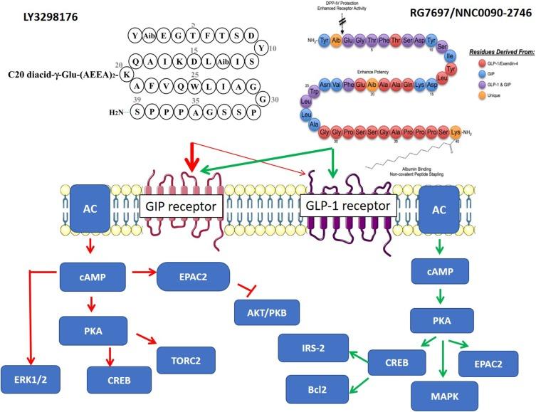 https://cdn.ncbi.nlm.nih.gov/pmc/blobs/3a53/6777434/8cadefa258a3/DMSO-12-1973-g0002.jpg