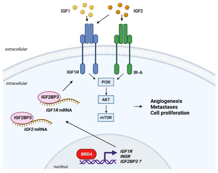 https://cdn.ncbi.nlm.nih.gov/pmc/blobs/3a91/8392407/2ddeb8a63a76/cells-10-02075-g003.jpg