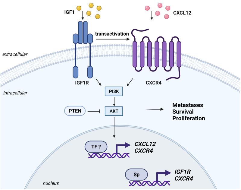 https://cdn.ncbi.nlm.nih.gov/pmc/blobs/3a91/8392407/c2b213186ce5/cells-10-02075-g004.jpg