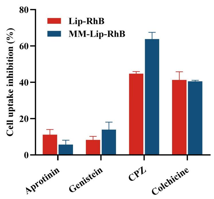 https://cdn.ncbi.nlm.nih.gov/pmc/blobs/3ab5/10931763/870cd89226b5/ijms-25-02927-g004.jpg