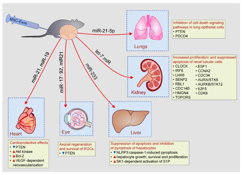 https://cdn.ncbi.nlm.nih.gov/pmc/blobs/3abd/7313713/9c0b3b561e1c/pharmaceutics-12-00474-g003.jpg