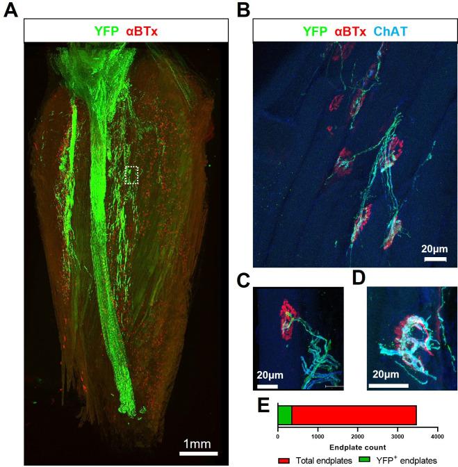 https://cdn.ncbi.nlm.nih.gov/pmc/blobs/3aec/10945574/50686dd94032/elife-88250-fig4.jpg