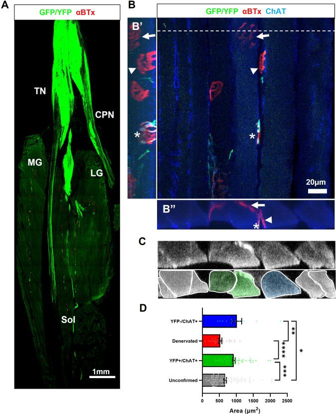 https://cdn.ncbi.nlm.nih.gov/pmc/blobs/3aec/10945574/59d1756fb6c8/elife-88250-fig6.jpg