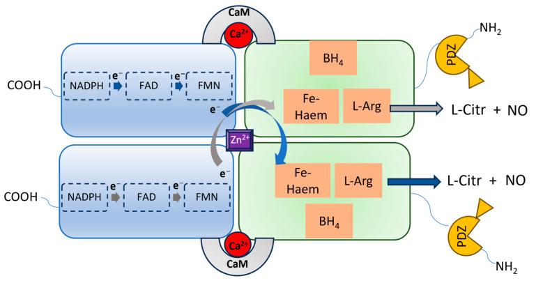 https://cdn.ncbi.nlm.nih.gov/pmc/blobs/3af9/10538099/5b99a101186c/molecules-28-06691-g002.jpg
