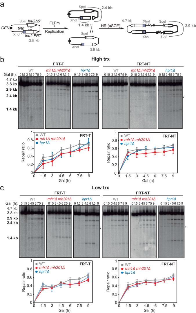https://cdn.ncbi.nlm.nih.gov/pmc/blobs/3b65/8289408/80f888c2a15f/elife-69881-fig2.jpg