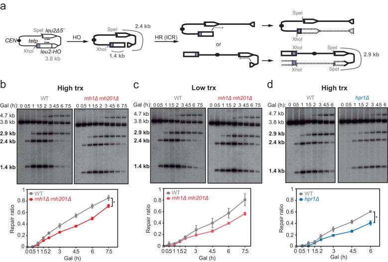 https://cdn.ncbi.nlm.nih.gov/pmc/blobs/3b65/8289408/de5acebd7f2a/elife-69881-fig4.jpg