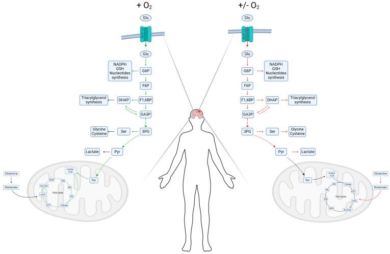 https://cdn.ncbi.nlm.nih.gov/pmc/blobs/3b85/11122955/229b760eef49/metabolites-14-00249-g001.jpg