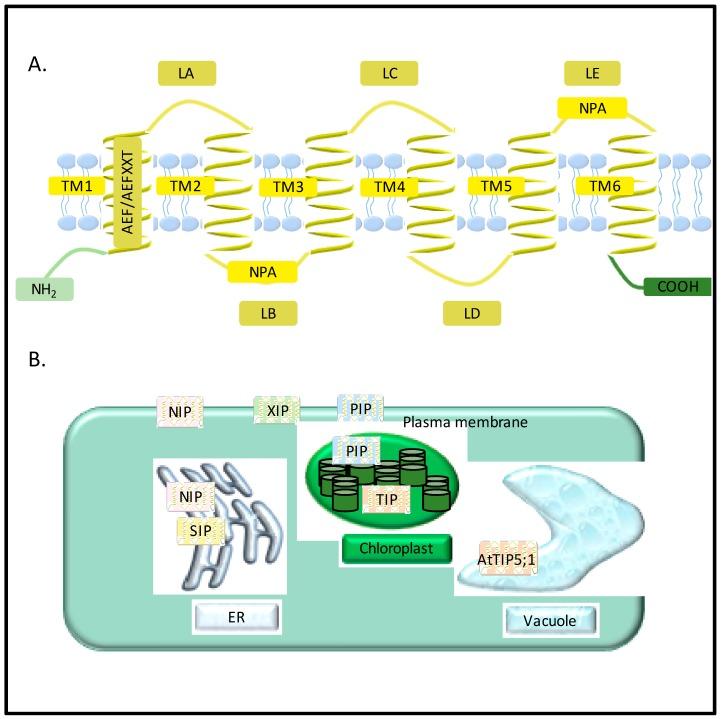 https://cdn.ncbi.nlm.nih.gov/pmc/blobs/3b8b/5831814/38381fedaced/jdb-04-00009-g001.jpg