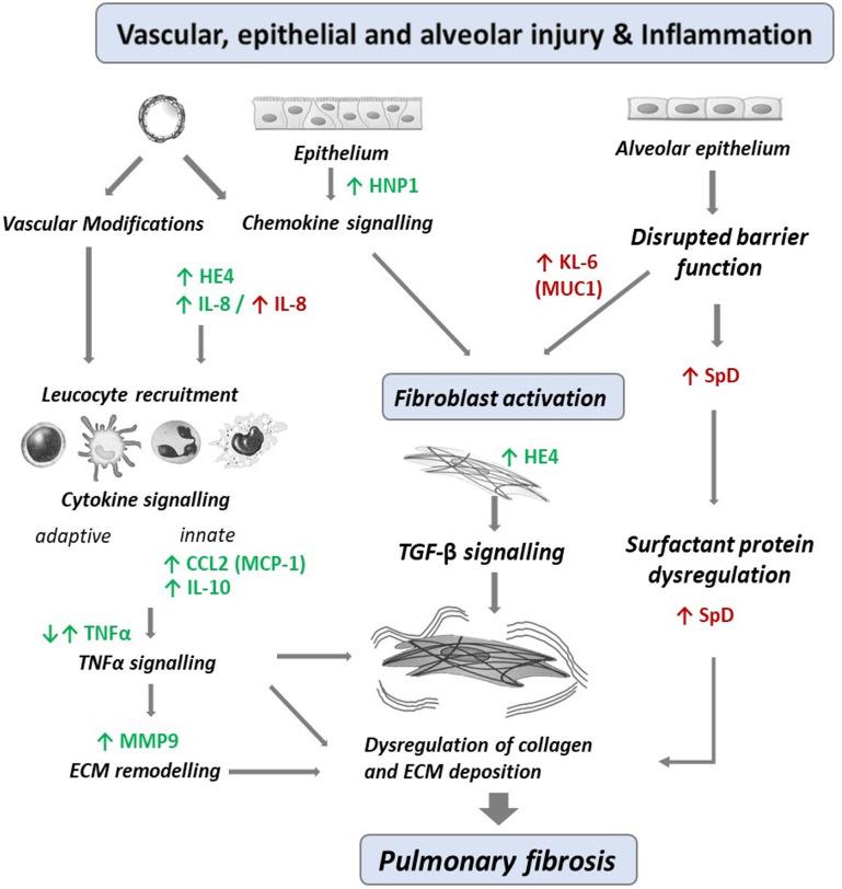 https://cdn.ncbi.nlm.nih.gov/pmc/blobs/3bae/10359532/a22576d8f07c/thorax-2022-219226f04.jpg