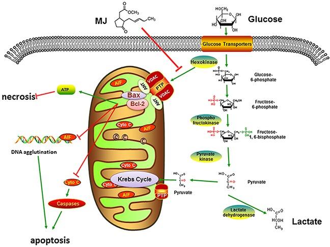 https://cdn.ncbi.nlm.nih.gov/pmc/blobs/3bbf/5542241/9bbd54c0e9d6/oncotarget-08-45965-g007.jpg
