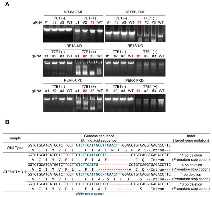 https://cdn.ncbi.nlm.nih.gov/pmc/blobs/3bc6/12025008/87df8cea9b17/bioengineering-12-00409-g004.jpg
