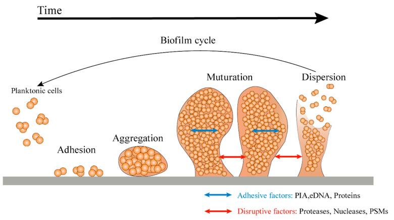 https://cdn.ncbi.nlm.nih.gov/pmc/blobs/3bde/9854888/5ca732f3f791/antibiotics-12-00012-g001.jpg