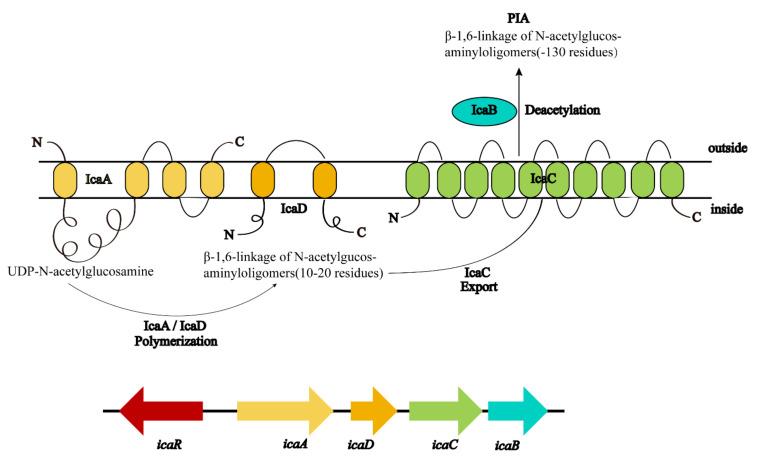 https://cdn.ncbi.nlm.nih.gov/pmc/blobs/3bde/9854888/fd6f8d272cb6/antibiotics-12-00012-g003.jpg