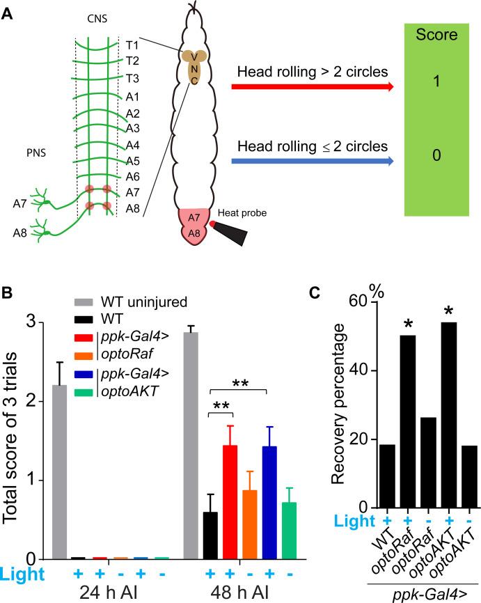 https://cdn.ncbi.nlm.nih.gov/pmc/blobs/3be8/7567606/0af8de40572a/elife-57395-fig6.jpg