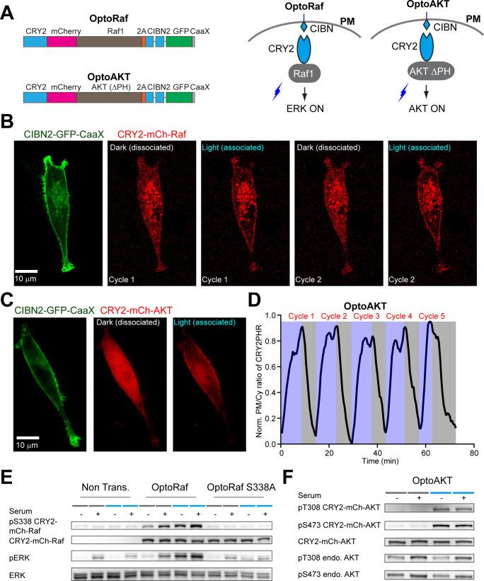 https://cdn.ncbi.nlm.nih.gov/pmc/blobs/3be8/7567606/1b2ed0fbf048/elife-57395-fig1-figsupp1.jpg