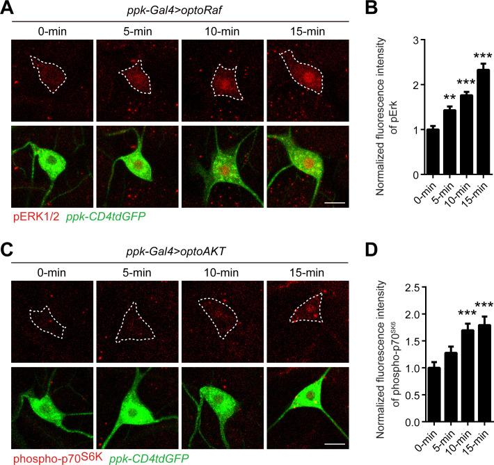 https://cdn.ncbi.nlm.nih.gov/pmc/blobs/3be8/7567606/1fbea128d4d9/elife-57395-fig2-figsupp1.jpg