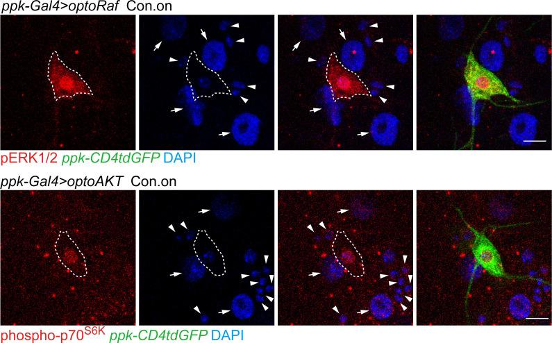 https://cdn.ncbi.nlm.nih.gov/pmc/blobs/3be8/7567606/bf52e3dc0ce1/elife-57395-fig2-figsupp2.jpg