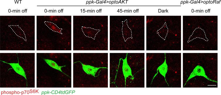 https://cdn.ncbi.nlm.nih.gov/pmc/blobs/3be8/7567606/cea9475f3bd1/elife-57395-fig2-figsupp3.jpg