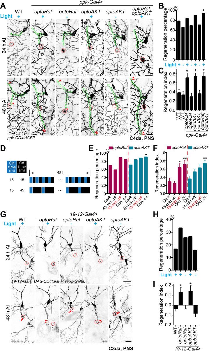 https://cdn.ncbi.nlm.nih.gov/pmc/blobs/3be8/7567606/dc8b3f56a7e4/elife-57395-fig3.jpg