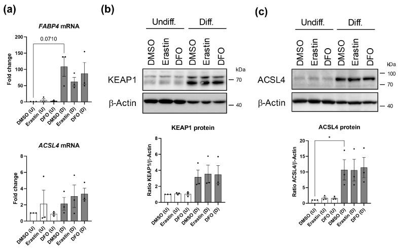 https://cdn.ncbi.nlm.nih.gov/pmc/blobs/3c15/12384742/78354910d272/cells-14-01247-g005.jpg