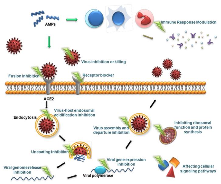 https://cdn.ncbi.nlm.nih.gov/pmc/blobs/3c18/9104849/3db2c6c6cf4e/molecules-27-02675-g002.jpg