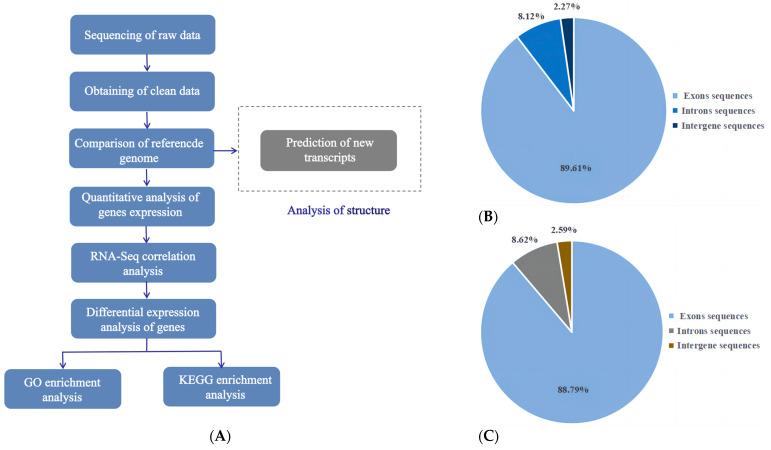 https://cdn.ncbi.nlm.nih.gov/pmc/blobs/3c53/11050333/1dce623c34ec/genes-15-00507-g004.jpg