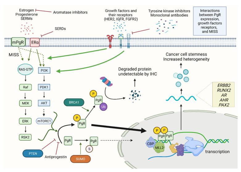 https://cdn.ncbi.nlm.nih.gov/pmc/blobs/3c93/8507533/2caf23c0f405/cancers-13-04755-g001.jpg