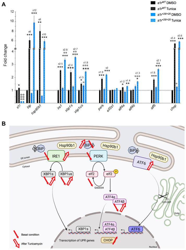 https://cdn.ncbi.nlm.nih.gov/pmc/blobs/3cc2/8537383/93d56dfc58fc/ijms-22-11049-g005.jpg