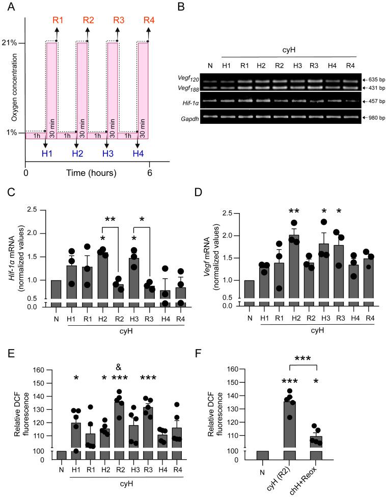 https://cdn.ncbi.nlm.nih.gov/pmc/blobs/3d10/9319477/17918bd40749/cells-11-02239-g002.jpg