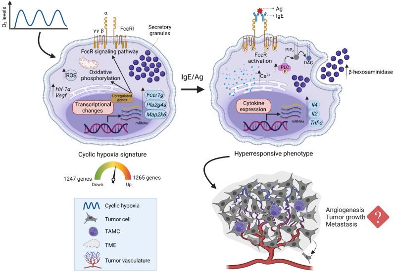 https://cdn.ncbi.nlm.nih.gov/pmc/blobs/3d10/9319477/a8808bbd8415/cells-11-02239-g006.jpg