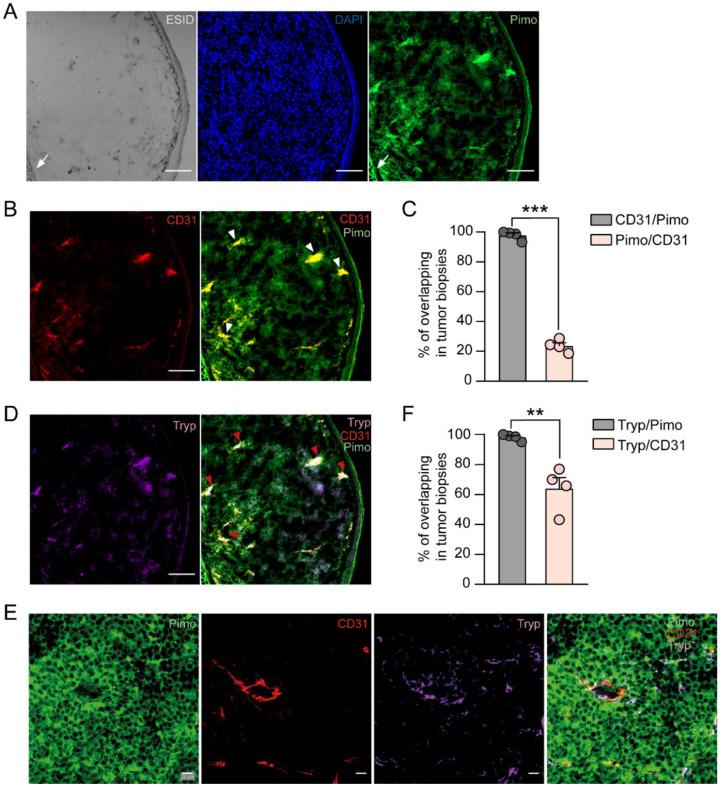 https://cdn.ncbi.nlm.nih.gov/pmc/blobs/3d10/9319477/f245f9769b85/cells-11-02239-g001.jpg