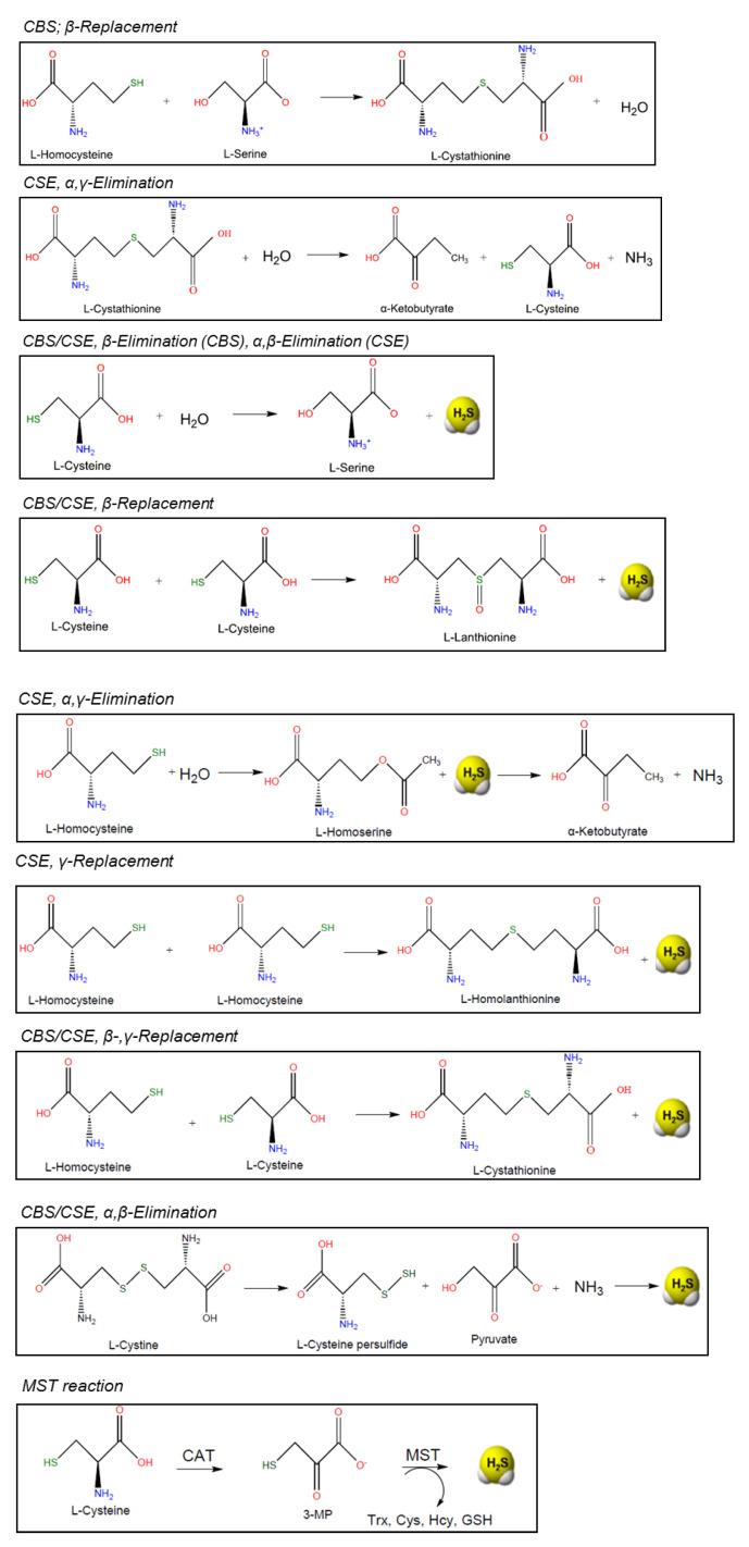 https://cdn.ncbi.nlm.nih.gov/pmc/blobs/3d11/8301176/23cf1b6a1990/antioxidants-10-01065-g004.jpg