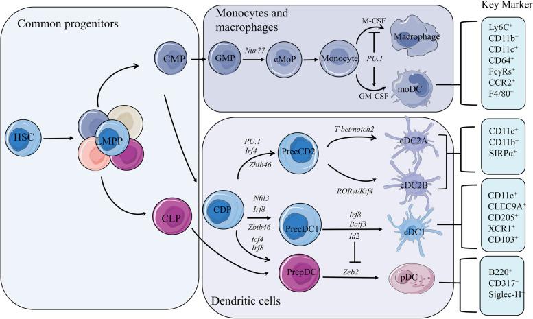 https://cdn.ncbi.nlm.nih.gov/pmc/blobs/3d26/10183384/ae20123b51e5/43556_2023_125_Fig1_HTML.jpg