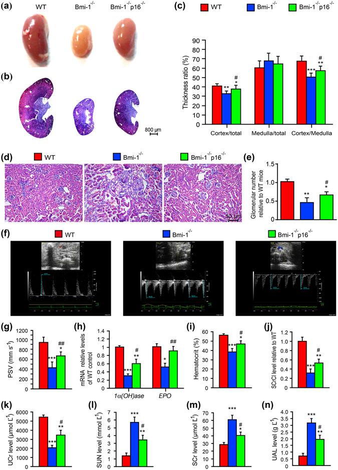 https://cdn.ncbi.nlm.nih.gov/pmc/blobs/3d74/5548892/61ada990e14b/41598_2017_6868_Fig1_HTML.jpg