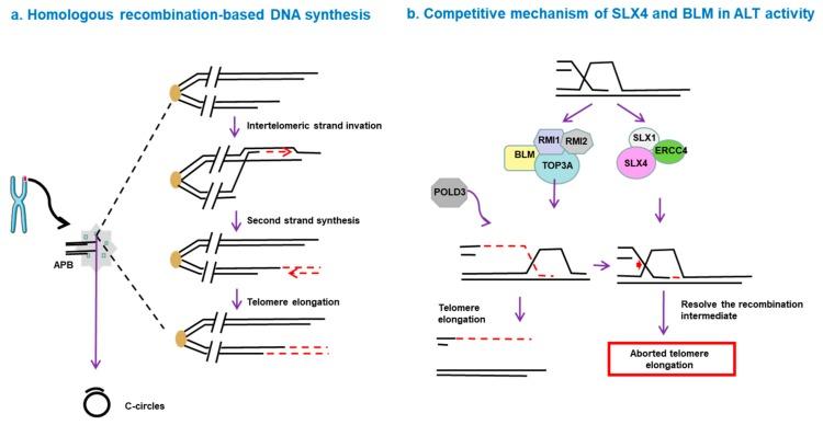 https://cdn.ncbi.nlm.nih.gov/pmc/blobs/3d79/6947546/521e2f6383bb/genes-10-01030-g001.jpg