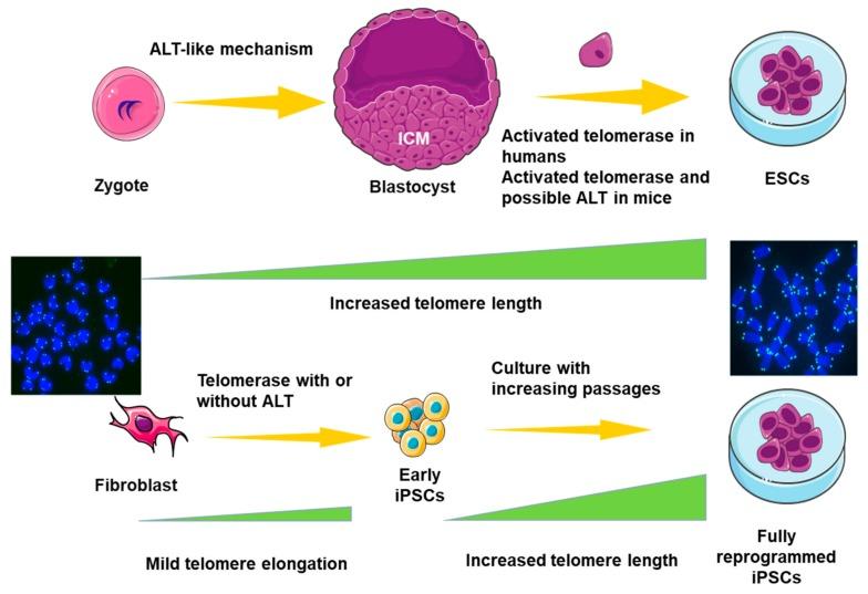 https://cdn.ncbi.nlm.nih.gov/pmc/blobs/3d79/6947546/e2a31731facc/genes-10-01030-g003.jpg
